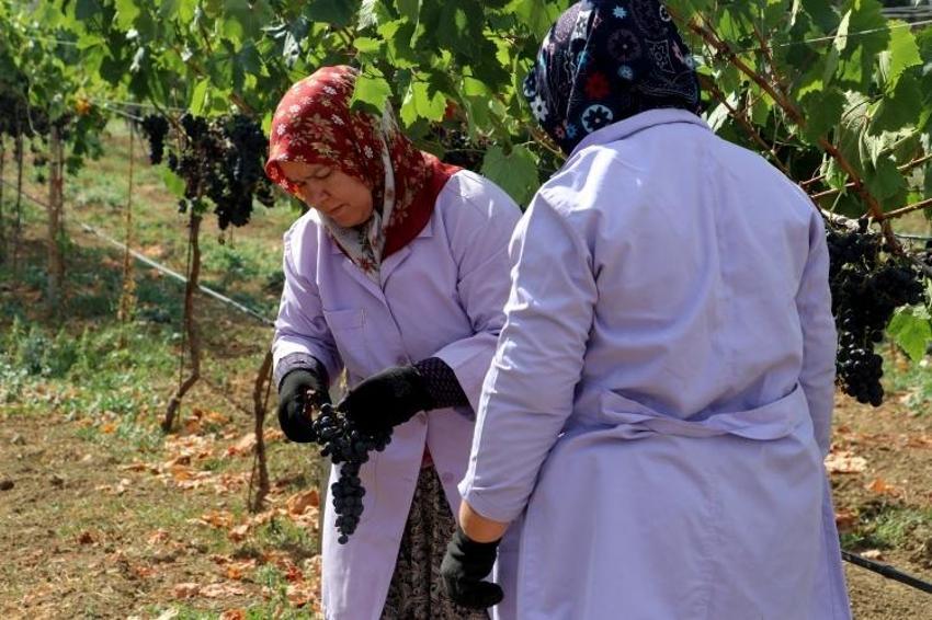Trakya'da İlkeren üzümü hasadı başladı! 40 ton rekolte bekleniyor: Salkımı 600 gramı buluyor