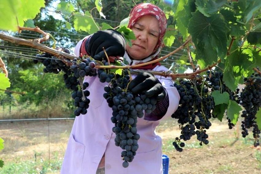 Trakya'da İlkeren üzümü hasadı başladı! 40 ton rekolte bekleniyor: Salkımı 600 gramı buluyor