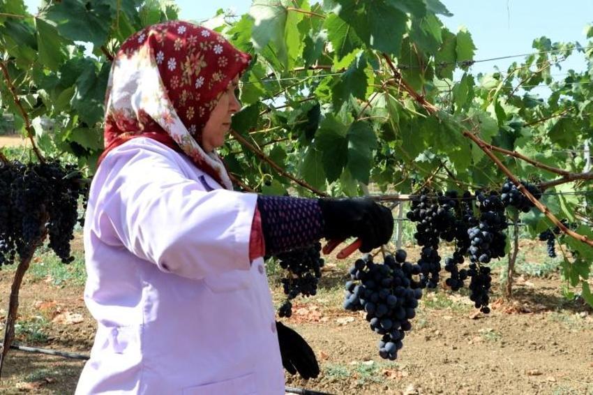 Trakya'da İlkeren üzümü hasadı başladı! 40 ton rekolte bekleniyor: Salkımı 600 gramı buluyor