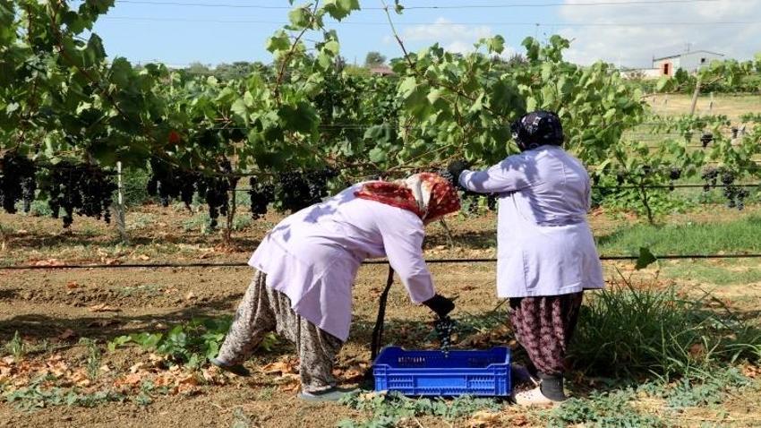 Trakya'da İlkeren üzümü hasadı başladı! 40 ton rekolte bekleniyor: Salkımı 600 gramı buluyor