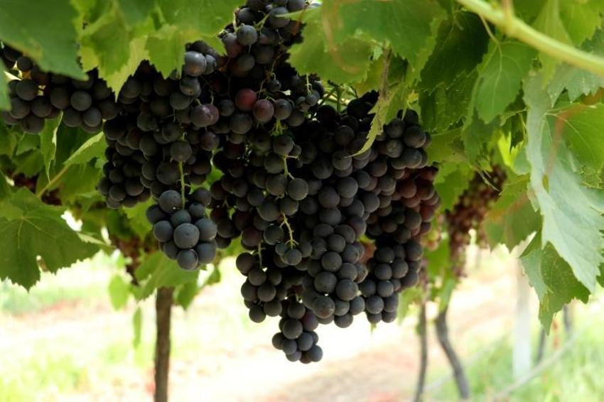 Trakya'da İlkeren üzümü hasadı başladı! 40 ton rekolte bekleniyor: Salkımı 600 gramı buluyor