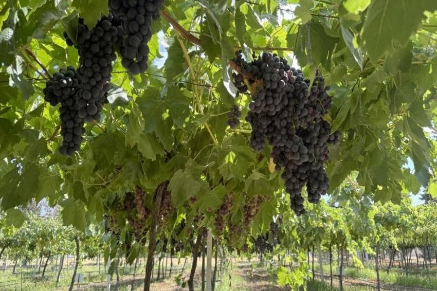 Trakya'da İlkeren üzümü hasadı başladı! 40 ton rekolte bekleniyor: Salkımı 600 gramı buluyor