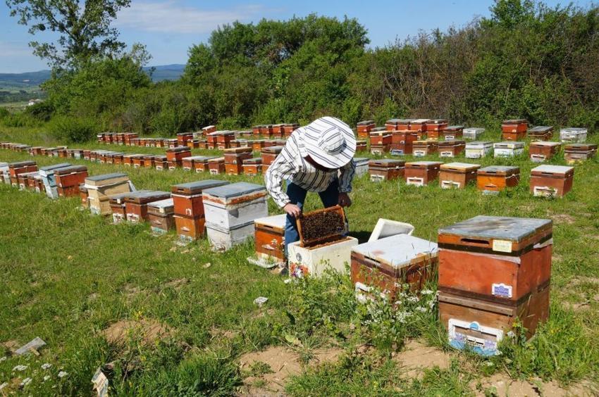 Kastamonu'nun tescilli lezzetinde şok düşüş! Üretim yüzde 75 azaldı, fiyatı uçuşa geçti