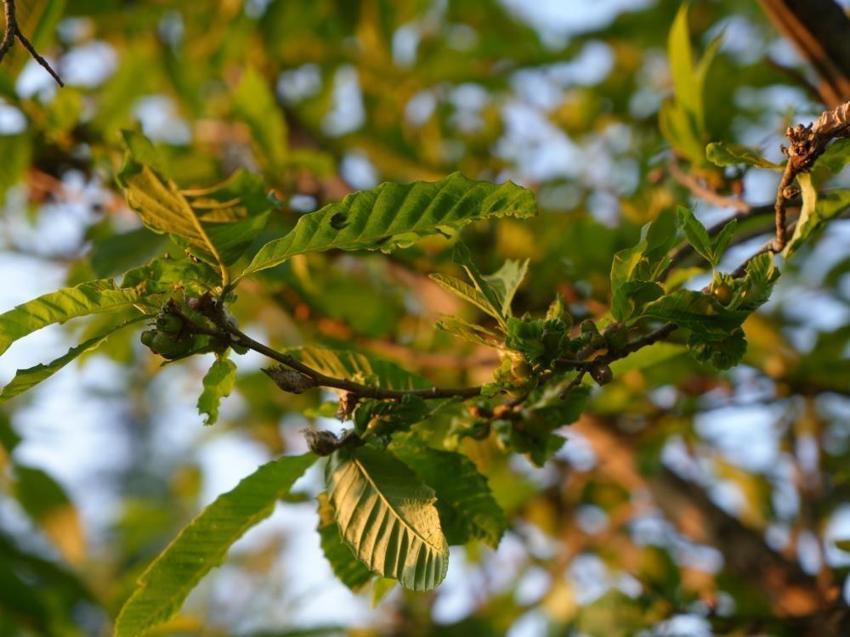 Kastamonu'nun tescilli lezzetinde şok düşüş! Üretim yüzde 75 azaldı, fiyatı uçuşa geçti