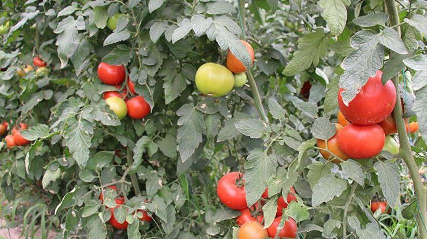 Isparta'nın bu köyünde üzüm üretimi azaldı! Herkes daha çok para kazandıran ürüne yöneldi