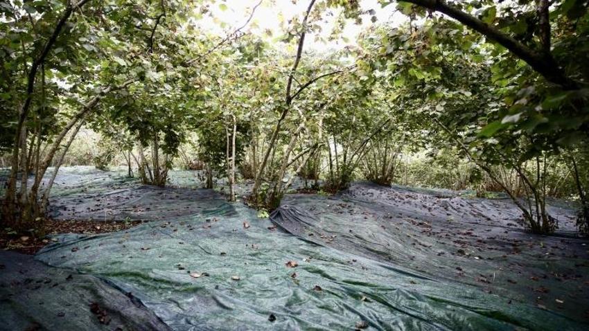 Giresun'da üreticiye file örtü desteği verildi: Maliyet yüzde 60 azaldı