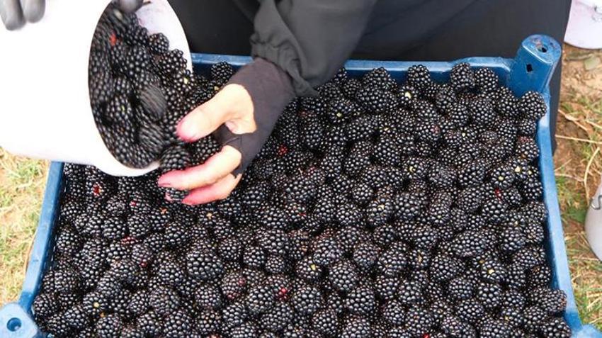 Bursa'nın siyah incisinde hasat zamanı! Avrupa'ya rakip oldu! Tam bir şifa kaynağı