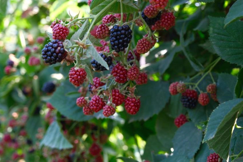 Bursa'nın siyah incisinde hasat zamanı! Avrupa'ya rakip oldu! Tam bir şifa kaynağı