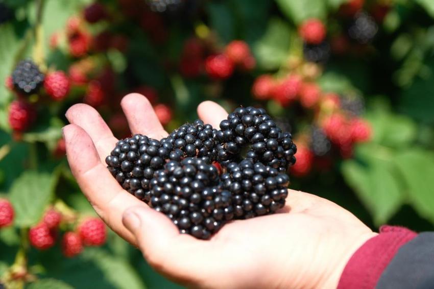 Bursa'nın siyah incisinde hasat zamanı! Avrupa'ya rakip oldu! Tam bir şifa kaynağı