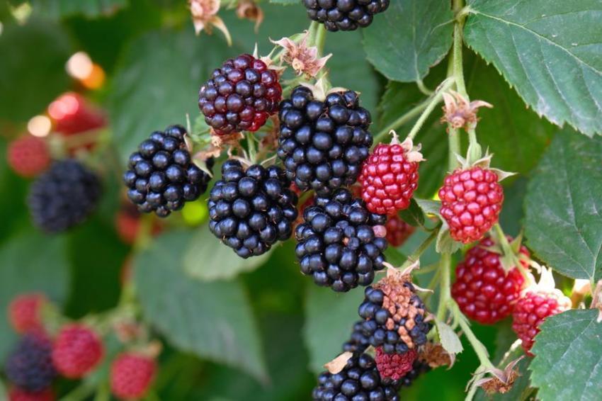 Bursa'nın siyah incisinde hasat zamanı! Avrupa'ya rakip oldu! Tam bir şifa kaynağı