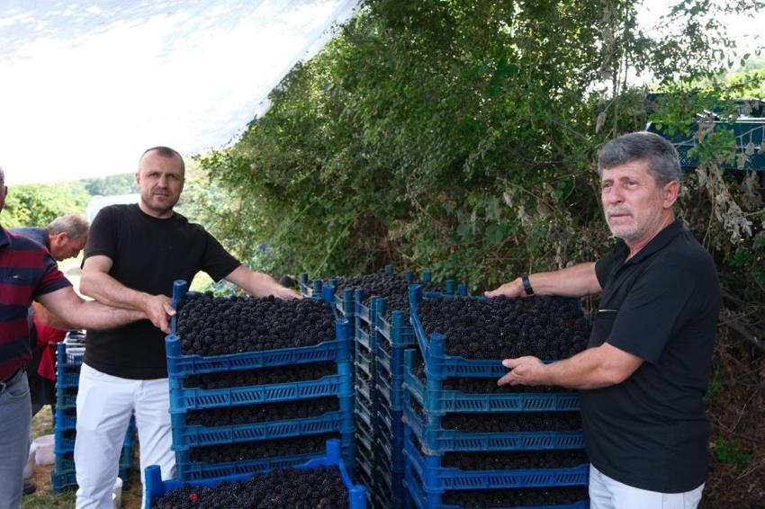 Bursa'nın siyah incisinde hasat zamanı! Avrupa'ya rakip oldu! Tam bir şifa kaynağı