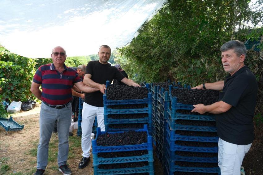 Bursa'nın siyah incisinde hasat zamanı! Avrupa'ya rakip oldu! Tam bir şifa kaynağı