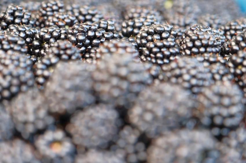 Bursa'nın siyah incisinde hasat zamanı! Avrupa'ya rakip oldu! Tam bir şifa kaynağı