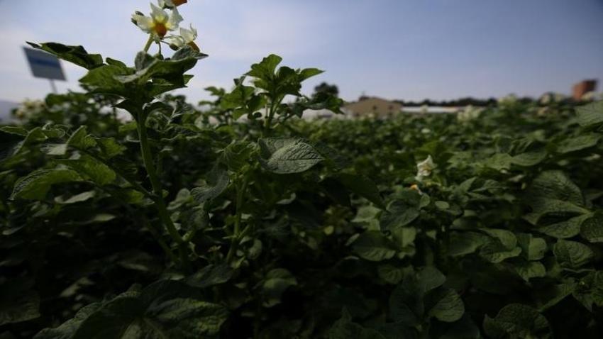 Erzurum'da iki yeni patates çeşidi! Karsu ve Cansu dışa bağımlılığı azaltacak