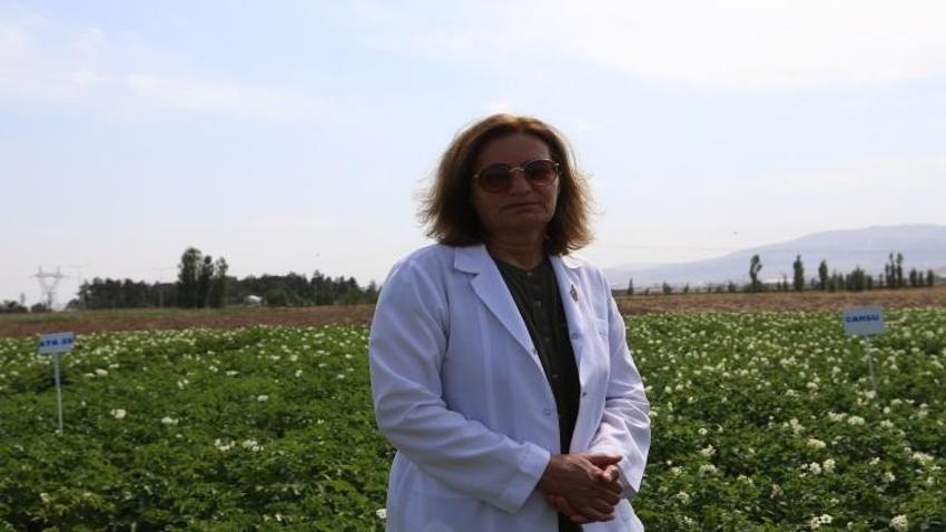 Erzurum'da iki yeni patates çeşidi! Karsu ve Cansu dışa bağımlılığı azaltacak