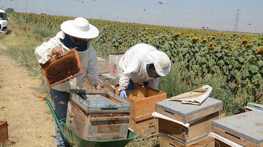Muş'ta mühendis adayları arıcılık deneyimini ilk burada kazanıyorlar: 300 kovanda bal hasadı başladı! Birkaç gün daha sürecek