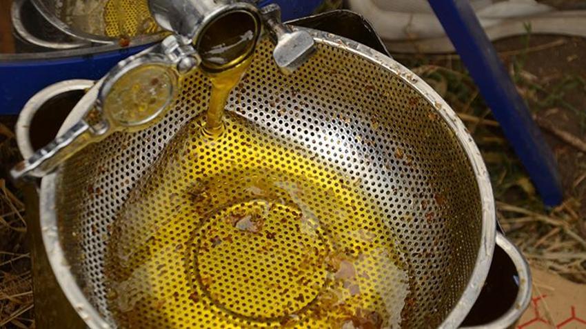 Muş'ta mühendis adayları arıcılık deneyimini ilk burada kazanıyorlar: 300 kovanda bal hasadı başladı! Birkaç gün daha sürecek
