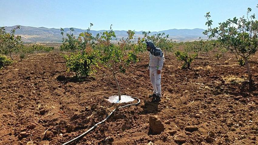 Batman'da damlama sulama sistemi kurmayan çiftçi Ağustos ayında su arıyor! İşte fıstık tarlasına bulduğu çözüm