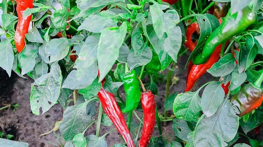 Bir defa eken yılda 30 kez hasat ediyor! 1 dönüm 5 ton ürün veriyor ,tek seferde 70 bin TL kazanç sağlanıyor