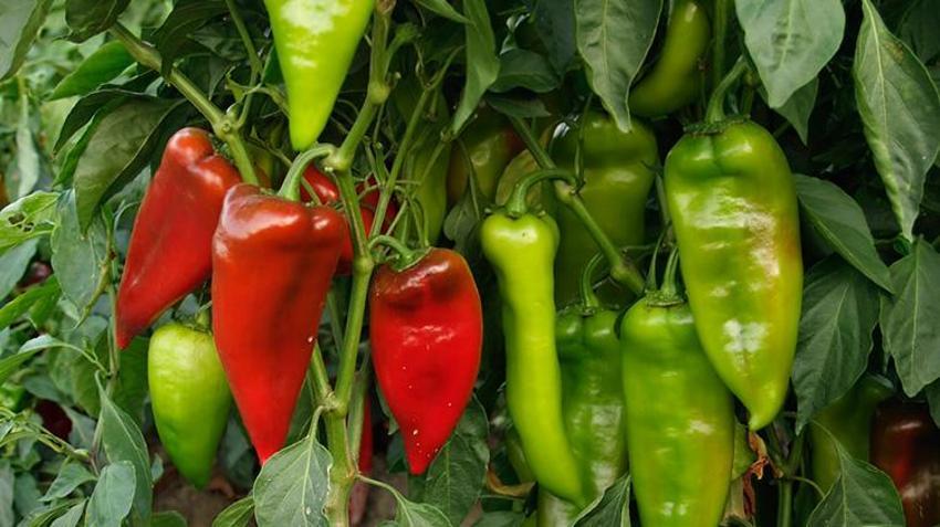 Bir defa eken yılda 30 kez hasat ediyor! 1 dönüm 5 ton ürün veriyor ,tek seferde 70 bin TL kazanç sağlanıyor