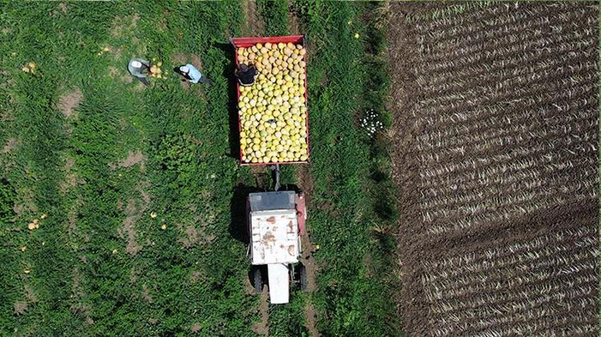 Samsun'dan 81 ile gidiyor! Tüm tarlaya sadece ondan ekti, resmen para basıyor: Kilosu 15 TL