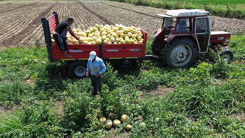 Samsun'dan 81 ile gidiyor! Tüm tarlaya sadece ondan ekti, resmen para basıyor: Kilosu 15 TL