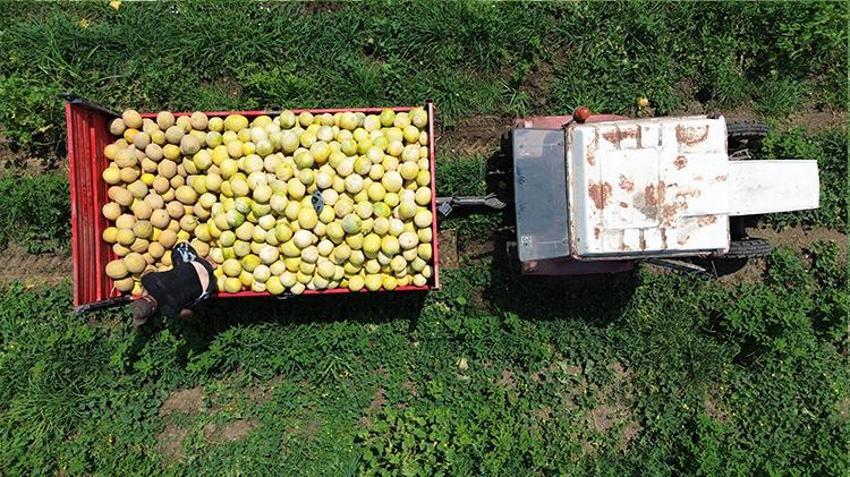 Samsun'dan 81 ile gidiyor! Tüm tarlaya sadece ondan ekti, resmen para basıyor: Kilosu 15 TL