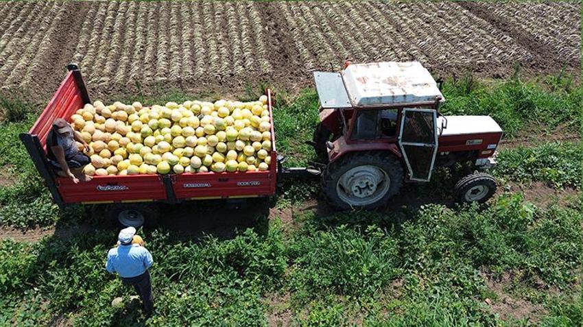 Samsun'dan 81 ile gidiyor! Tüm tarlaya sadece ondan ekti, resmen para basıyor: Kilosu 15 TL
