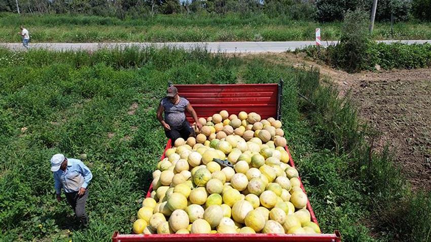 Samsun'dan 81 ile gidiyor! Tüm tarlaya sadece ondan ekti, resmen para basıyor: Kilosu 15 TL