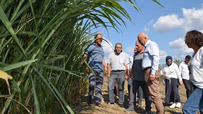 Samsun'da bu otu eken zengin oluyor! Hiçbir şey yapmadan 15 yıl hasat ediliyor, 80 ton kazandı