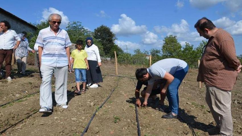 Samsun'da bu otu eken zengin oluyor! Hiçbir şey yapmadan 15 yıl hasat ediliyor, 80 ton kazandı