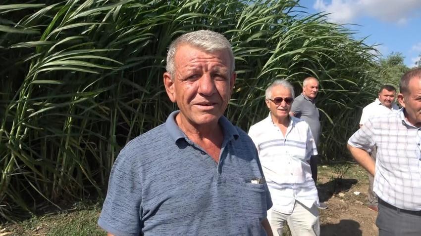 Samsun'da bu otu eken zengin oluyor! Hiçbir şey yapmadan 15 yıl hasat ediliyor, 80 ton kazandı