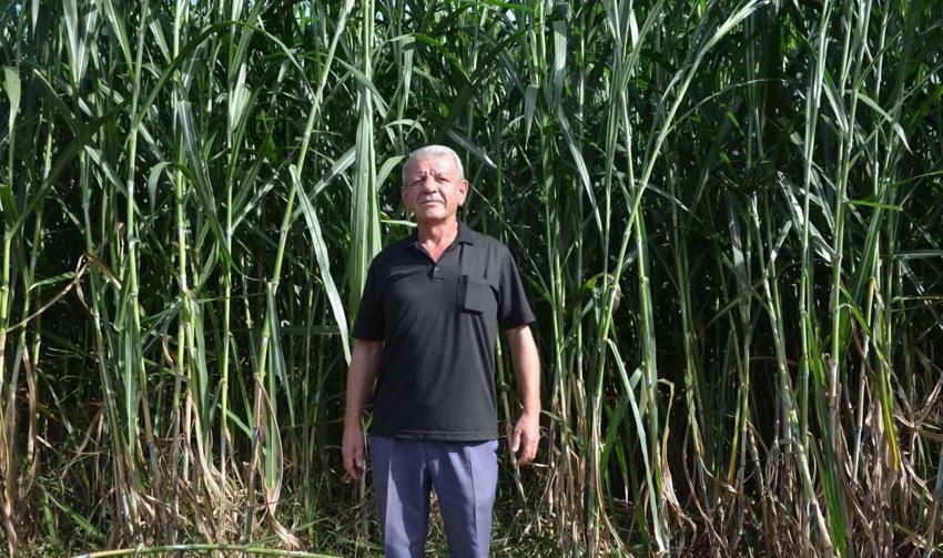 Samsun'da bu otu eken zengin oluyor! Hiçbir şey yapmadan 15 yıl hasat ediliyor, 80 ton kazandı