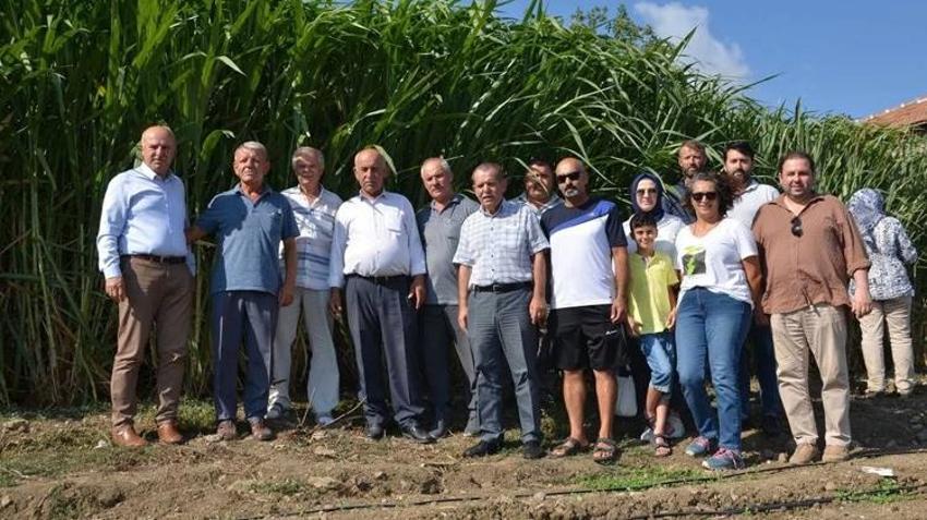 Samsun'da bu otu eken zengin oluyor! Hiçbir şey yapmadan 15 yıl hasat ediliyor, 80 ton kazandı