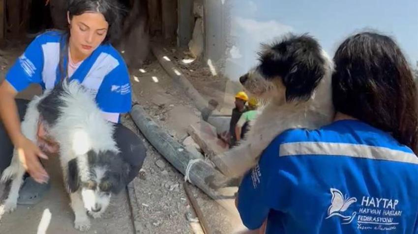 Bursa yangınlarında yürek burkan kurtarma hikayesi: Yangından kaçan anne köpek ve yavruları maden ocağında bulundu