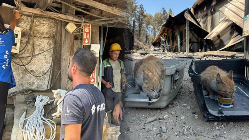 Bursa yangınlarında yürek burkan kurtarma hikayesi: Yangından kaçan anne köpek ve yavruları maden ocağında bulundu