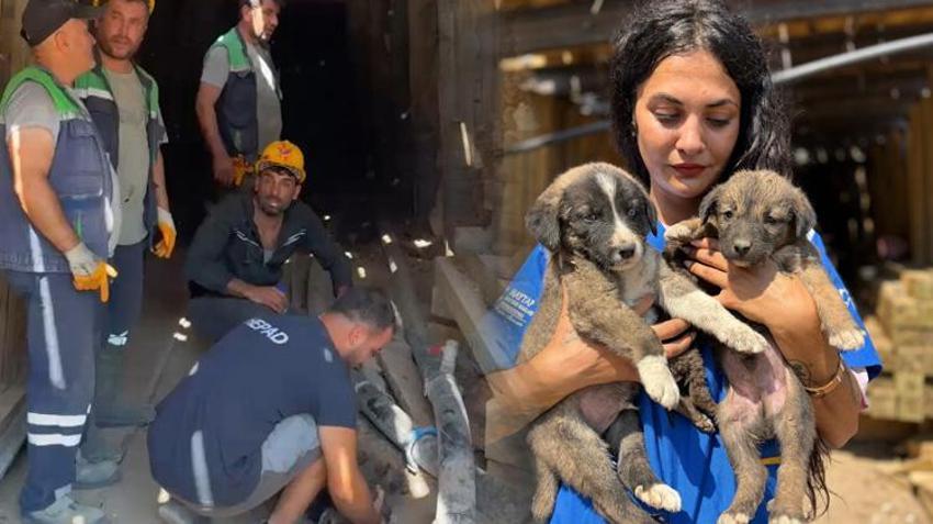 Bursa yangınlarında yürek burkan kurtarma hikayesi: Yangından kaçan anne köpek ve yavruları maden ocağında bulundu