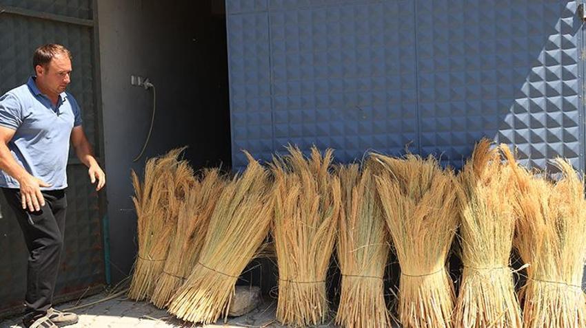 Edirne'de yıllık 500 ton üretiliyor, kuraklığa adeta meydan okuyor! Türkiye'de kapış kapış gidiyor, Üreticilerin gözü yeni pazarlarda