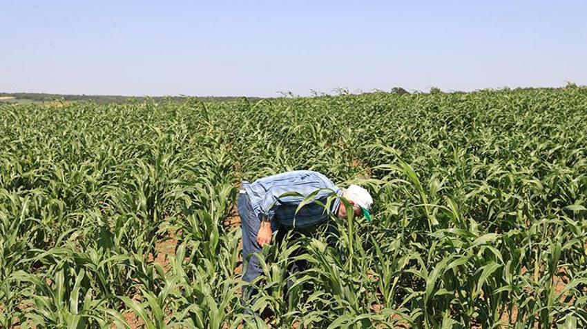 Edirne'de yıllık 500 ton üretiliyor, kuraklığa adeta meydan okuyor! Türkiye'de kapış kapış gidiyor, Üreticilerin gözü yeni pazarlarda