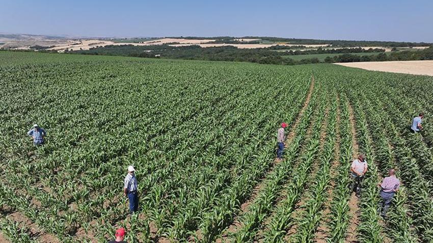 Edirne'de yıllık 500 ton üretiliyor, kuraklığa adeta meydan okuyor! Türkiye'de kapış kapış gidiyor, Üreticilerin gözü yeni pazarlarda