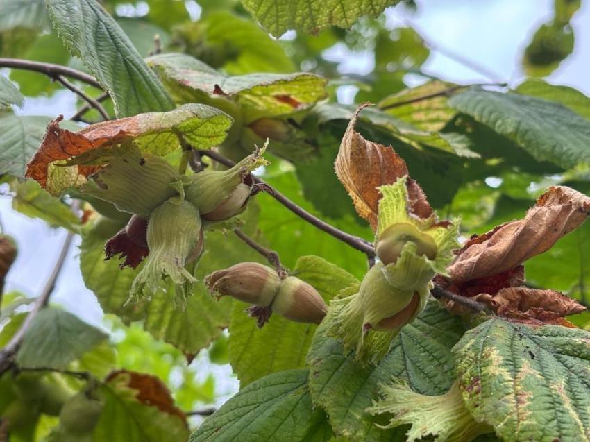 Trabzon, Ordu ve Giresun'u geçti! 30 yıl önce başladı, hasat sonrası Avrupa Birliği sırada bekliyor