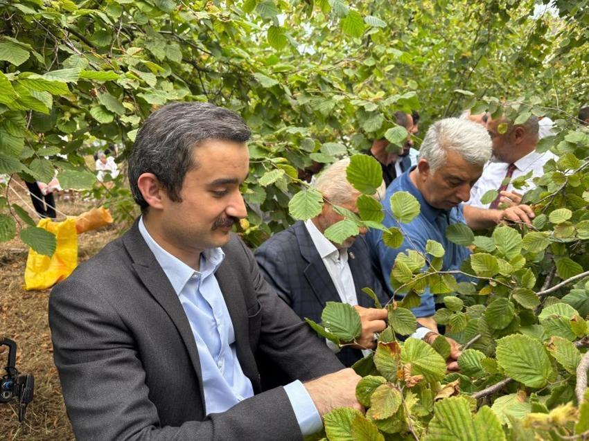 Trabzon, Ordu ve Giresun'u geçti! 30 yıl önce başladı, hasat sonrası Avrupa Birliği sırada bekliyor