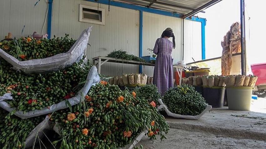 Gülüyle meşhur Isparta'da hiç denenmeyeni denedi! Ürettiğinin yüzde 95'ini Avrupa'ya ihraç ediyor