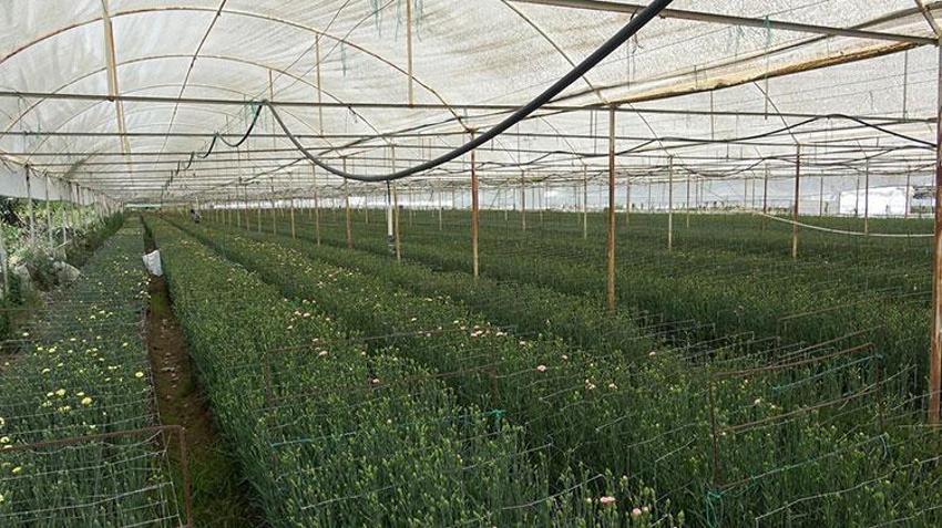 Gülüyle meşhur Isparta'da hiç denenmeyeni denedi! Ürettiğinin yüzde 95'ini Avrupa'ya ihraç ediyor