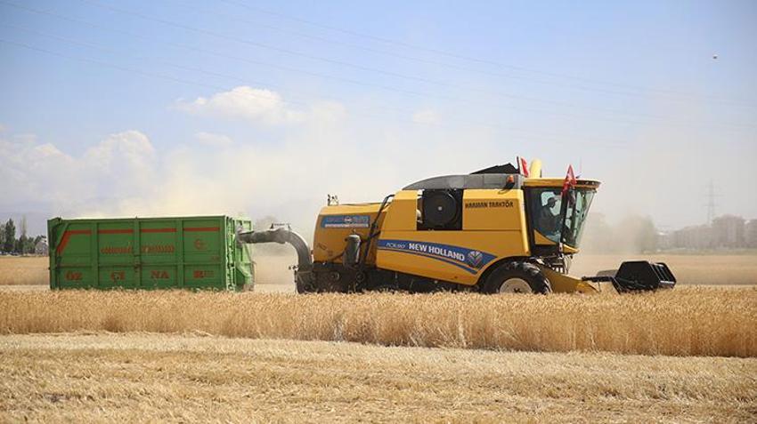 Erzurum'da susuz topraklarda mucize gerçekleşti! 'Alturna' çiftçinin ümidi oldu: Dönüm başına 450 kilo hedefi