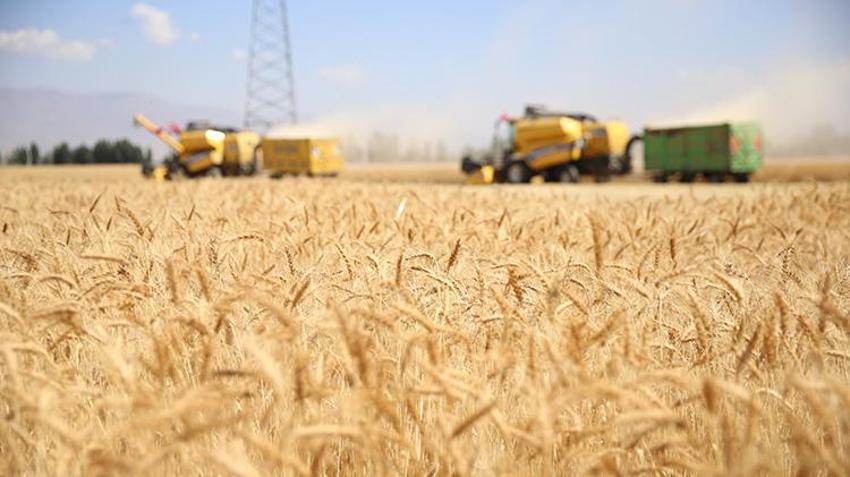Erzurum'da susuz topraklarda mucize gerçekleşti! 'Alturna' çiftçinin ümidi oldu: Dönüm başına 450 kilo hedefi