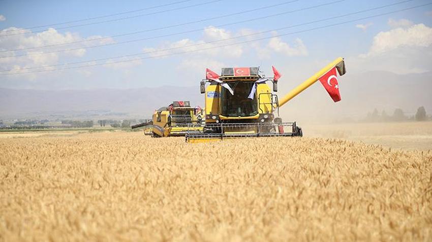 Erzurum'da susuz topraklarda mucize gerçekleşti! 'Alturna' çiftçinin ümidi oldu: Dönüm başına 450 kilo hedefi