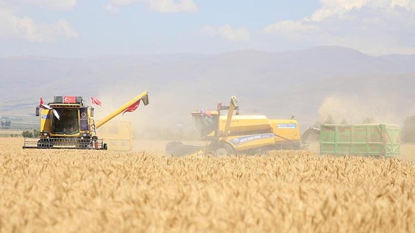 Erzurum'da susuz topraklarda mucize gerçekleşti! 'Alturna' çiftçinin ümidi oldu: Dönüm başına 450 kilo hedefi