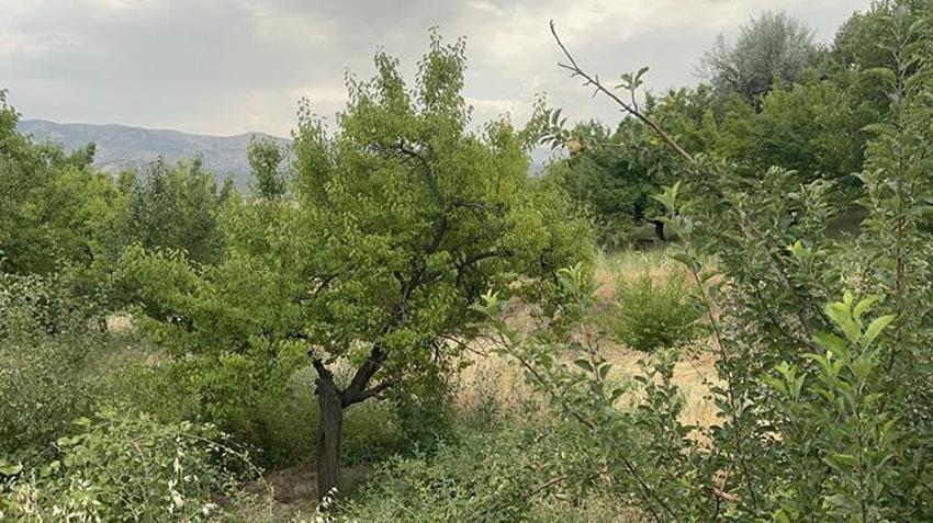 Elazığ'da korkutan görüntü! Bahçede sadece bir tane çürük elma var
