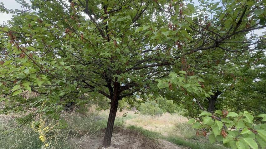 Elazığ'da korkutan görüntü! Bahçede sadece bir tane çürük elma var